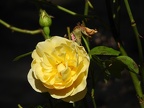 DSCN3118